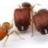 Tạo ra loài kiến giống quái vật